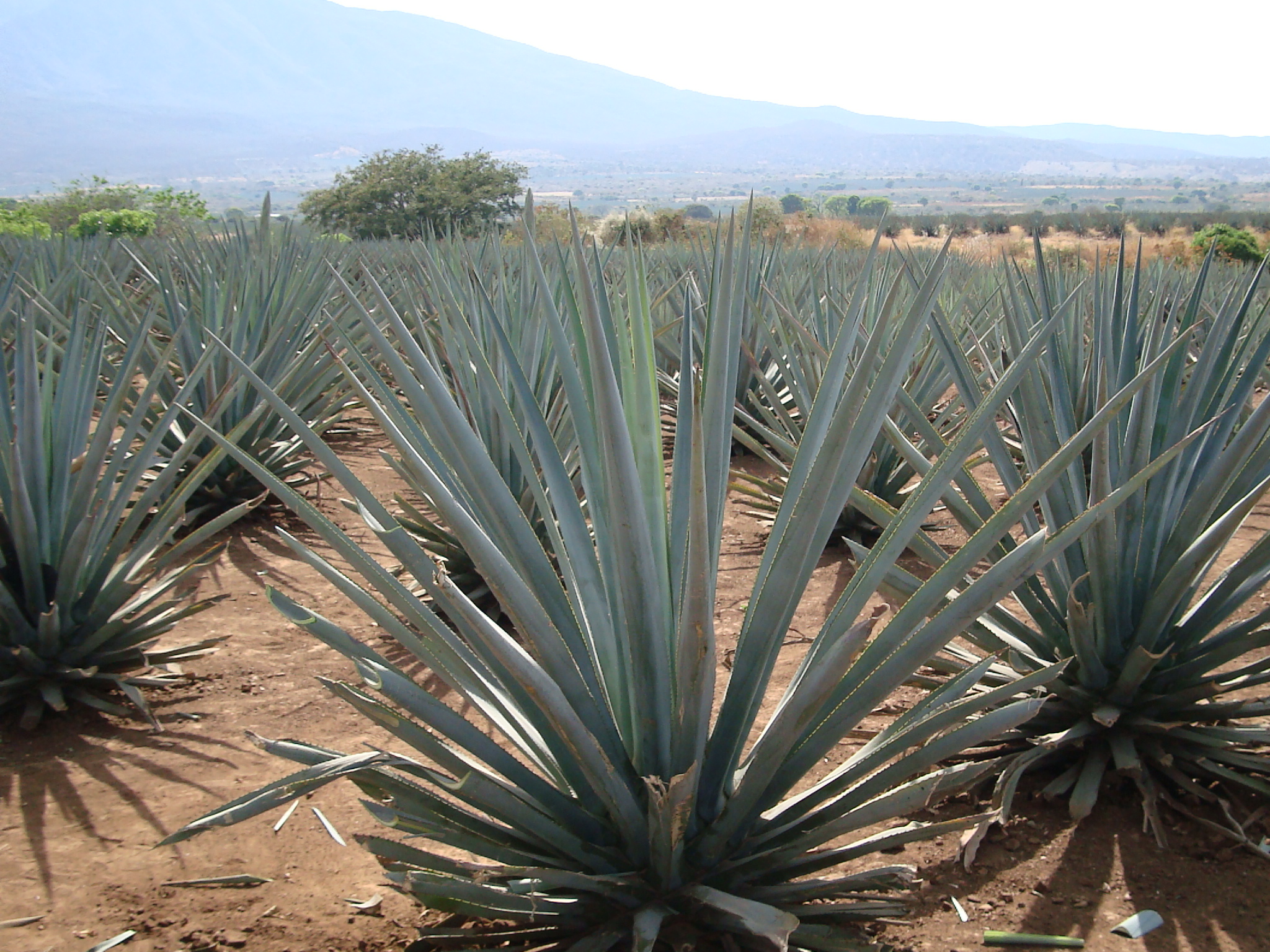 Tequila - Orale, Agave Tequilana